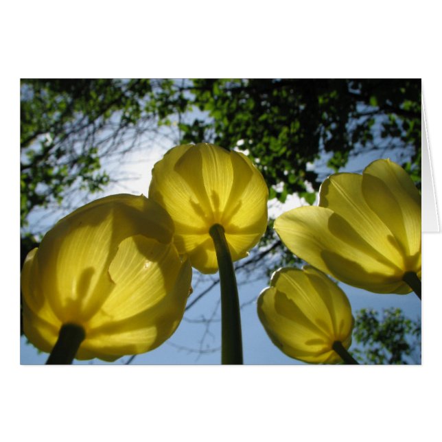 Gelbe Tulpen (Vorderseite (Horizontal))
