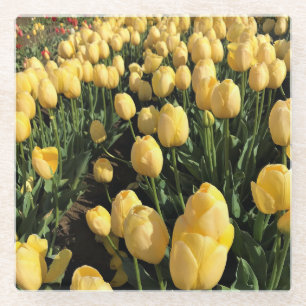 Gelbe Tulpen auf einem Feld, Oregon Glasuntersetzer