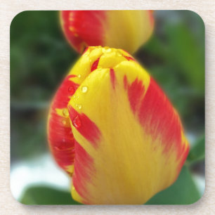 Gelbe Tulpen Getränkeuntersetzer