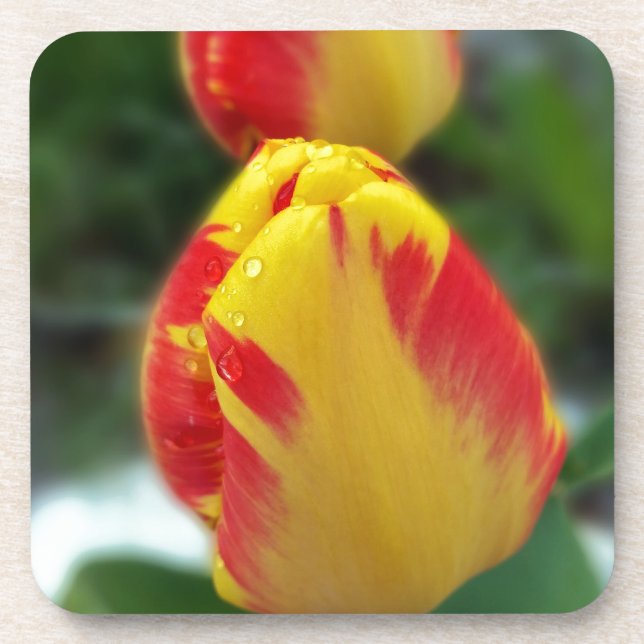 Gelbe Tulpen Getränkeuntersetzer (Vorderseite)
