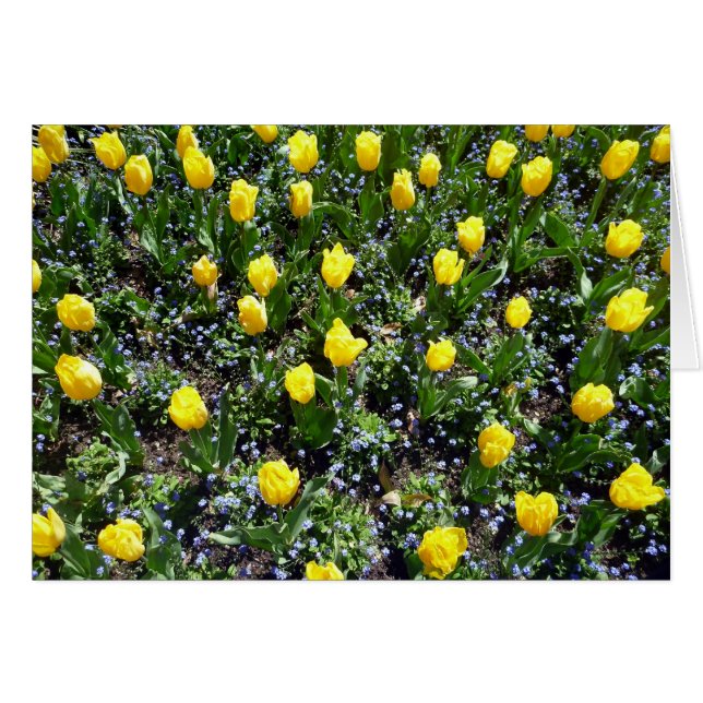 Gelbe Tulpen Liebe (Vorderseite (Horizontal))