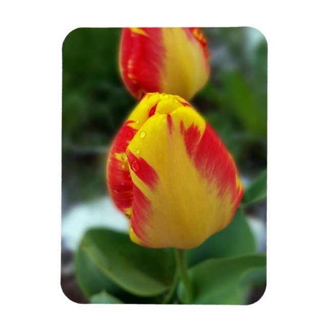 Gelbe Tulpen Magnet (Vertikal)