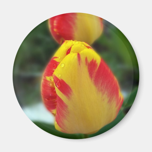 Gelbe Tulpen Magnet (Vorne)