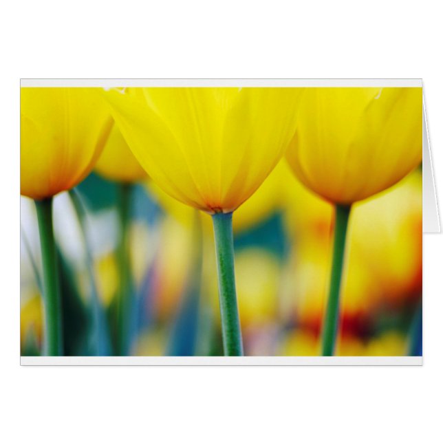 Gelbe Tulpen mit Türkis (Vorderseite (Horizontal))