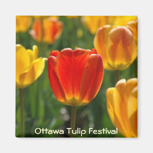 Gelbe Tulpen, orange Tulpen Magnet