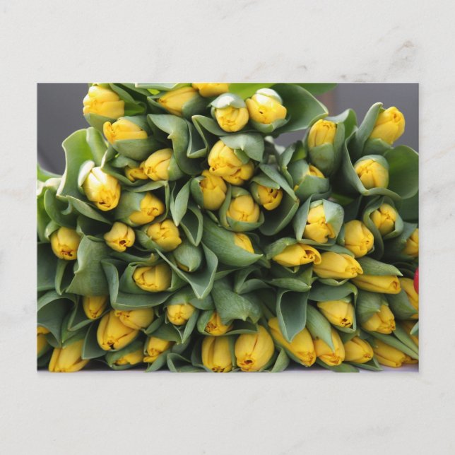 Gelbe Tulpen Postkarte (Vorderseite)