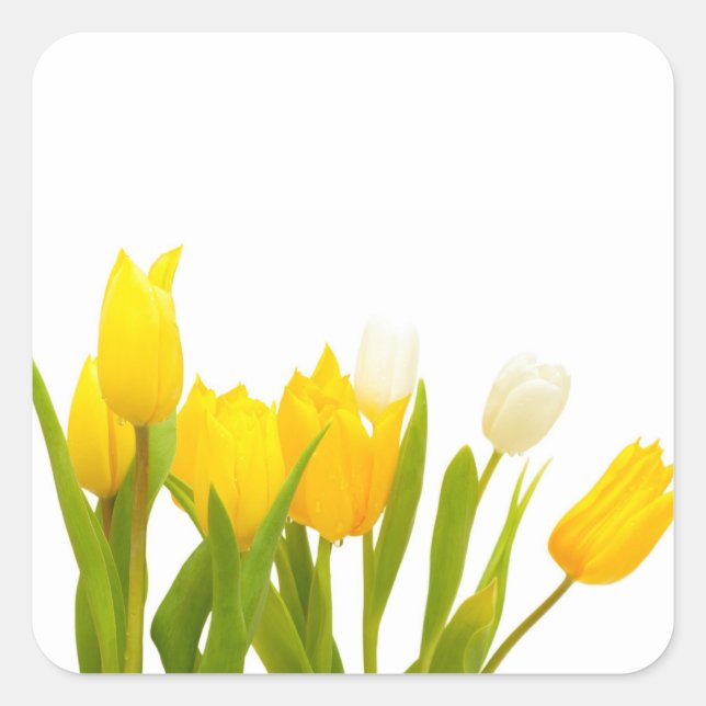 Gelbe Tulpen Quadratischer Aufkleber (Vorderseite)