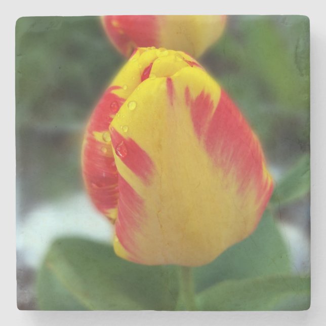 Gelbe Tulpen Steinuntersetzer (Vorderseite)