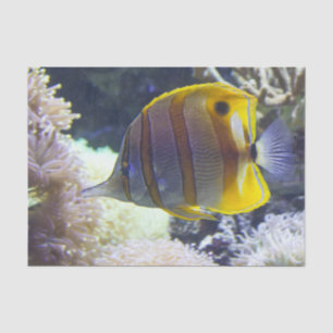 gelbe u. weiße Salzwasser Copperband Butterflyfish Seidenpapier