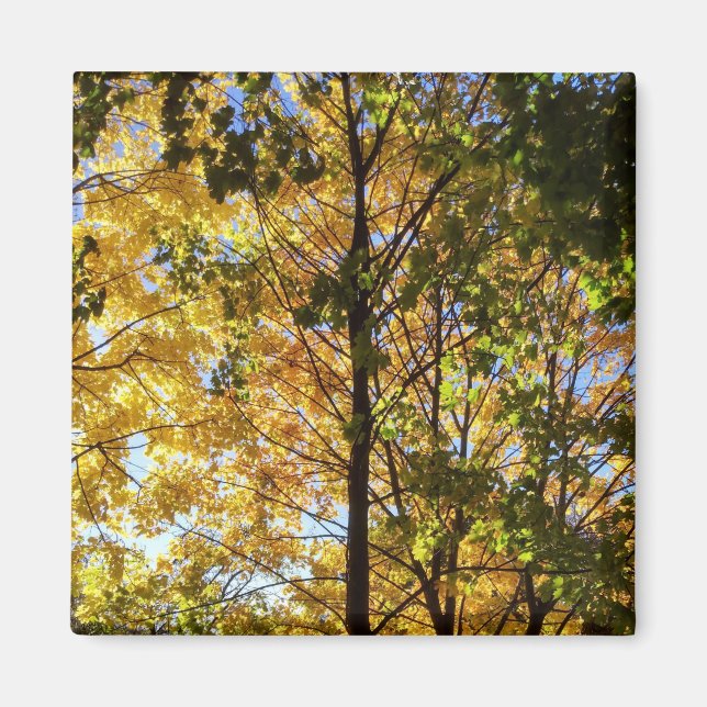 Gelbe und grüne Auflage Magnet (Vorne)