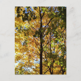 Gelbe und grüne Auflage Postkarte