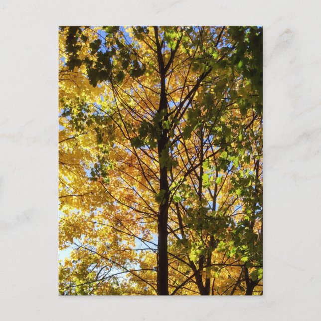 Gelbe und grüne Auflage Postkarte (Vorderseite)