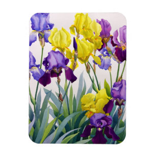 Gelbe und lila Iris Magnet
