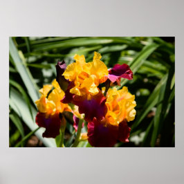 Gelbe und Lila Iris Poster