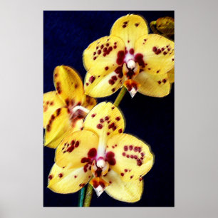 Gelbe und lila Orchideen Poster