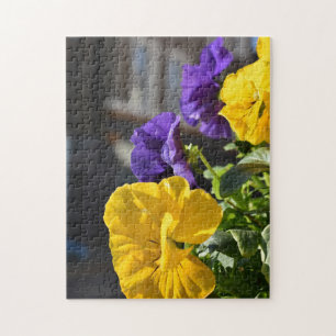 Gelbe und Lila Petunia-Blume, London Vereinigtes K