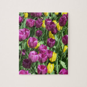 Gelbe und Lila Tulip Blume