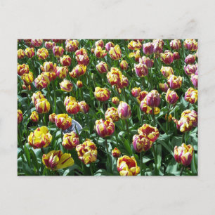 Gelbe und Lila Tulipen Postkarte