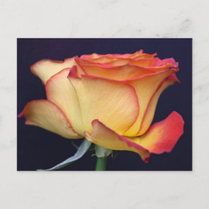 Gelbe und orange Rose Postkarte