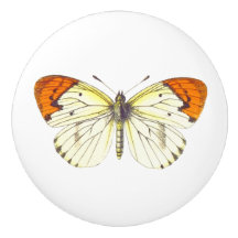 Gelbe und orangefarbene Schmetterlinge