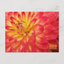 Gelbe und rosa Dahlia Horiztonale Postkarte