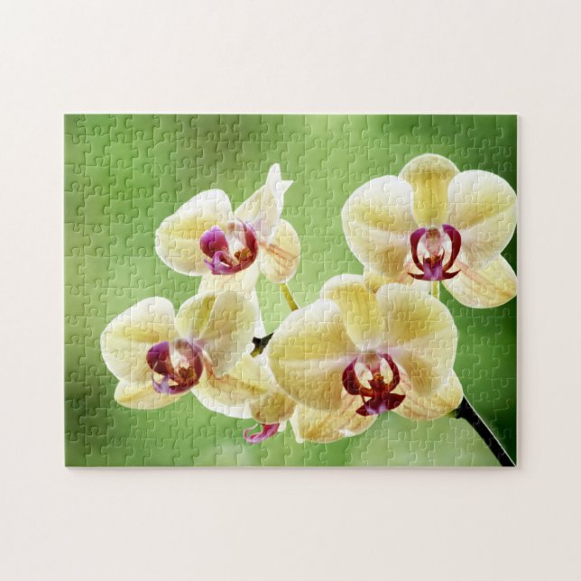 Gelbe und rosa Orchidee mit Blumen (Horizontal)