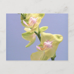 Gelbe und rosa Orchideen auf dem Lavendel Postkarte