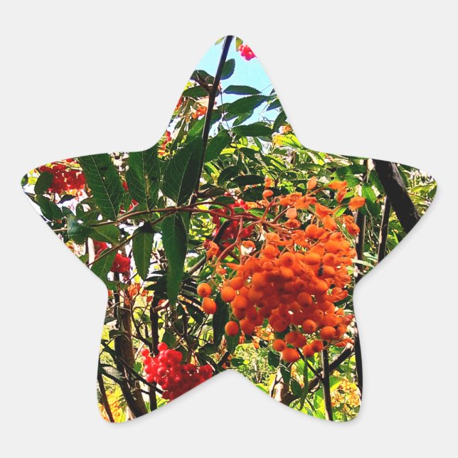Gelbe und rote Beeren Stern-Aufkleber (Vorderseite)