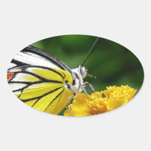 Gelbe und rote Schmetterlinge auf der gelben Blume Ovaler Aufkleber