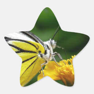 Gelbe und rote Schmetterlinge auf der gelben Blume Stern-Aufkleber