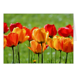 Gelbe und rote Tulissen