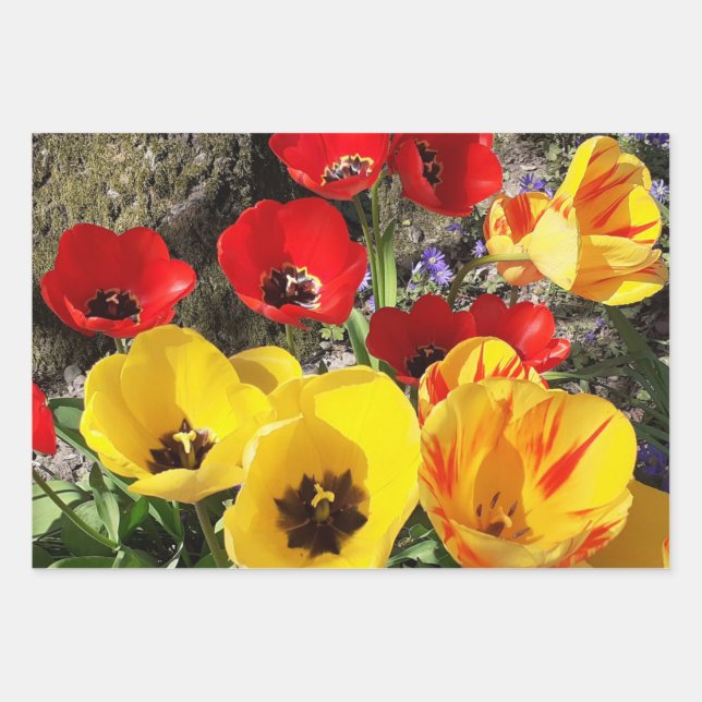 Gelbe und rote Tulissen Geschenkpapier Set (Vorderseite)