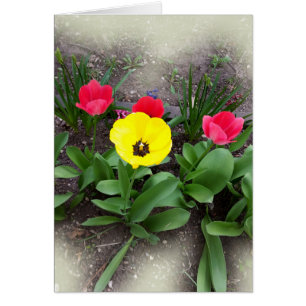Gelbe und rote Tulpen