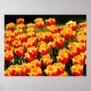 Gelbe und rote Tulpen im Frühjahr Poster