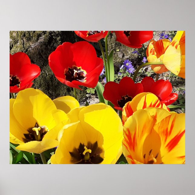 Gelbe und rote Tulpen Poster (Vorne)
