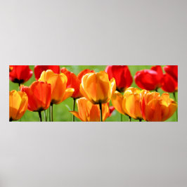 Gelbe und rote Tulpen Poster