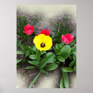 Gelbe und rote Tulpen Poster