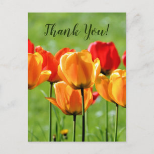 Gelbe und rote Tulpen Postkarte