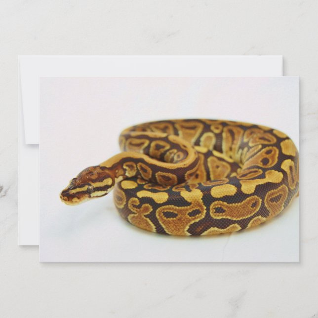 Gelbe und schwarze Ball-Python (Vorderseite)