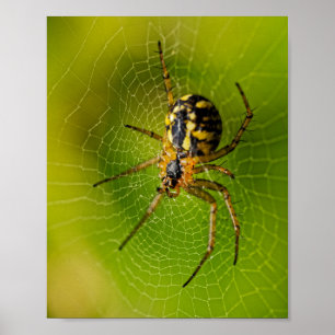 Gelbe und schwarze Radnetzspinne Poster
