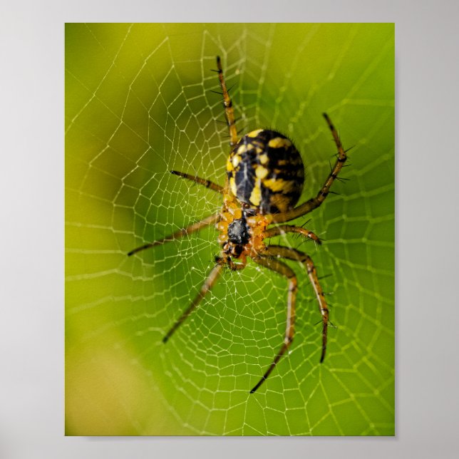 Gelbe und schwarze Radnetzspinne  Poster (Vorne)