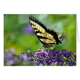 Gelbe und schwarze Schmetterlinge auf dem Lavendel