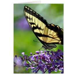 Gelbe und schwarze Schmetterlinge auf dem Lavendel