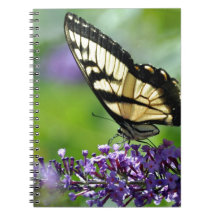 Gelbe und schwarze Schmetterlinge auf dem Lavendel