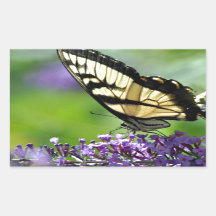 Gelbe und schwarze Schmetterlinge auf dem Lavendel