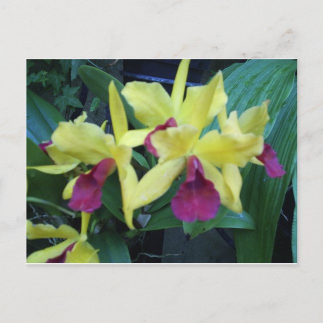 Gelbe und violette Orchideen Postkarte (Vorderseite)