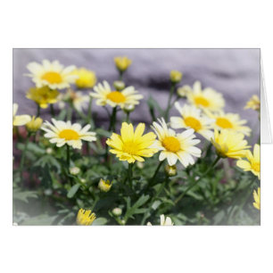 Gelbe und weiße Daisy-Blume