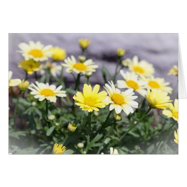 Gelbe und weiße Daisy-Blume (Vorderseite (Horizontal))