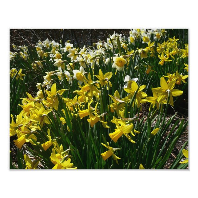 Gelbe und weiße Kleidung Frühlingsblumen Fotodruck (Vorne)