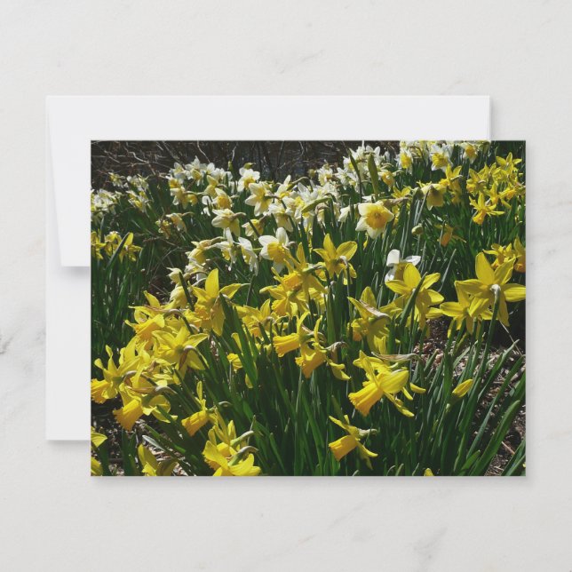 Gelbe und weiße Kleidung Frühlingsblumen Karte (Vorderseite)